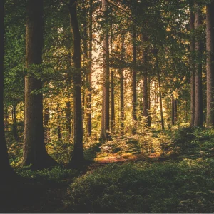 Forêt
